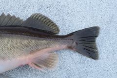 Sebastes brevispinis