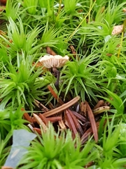 Paragymnopus perforans