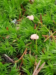 Paragymnopus perforans