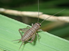 Loxoblemmus
