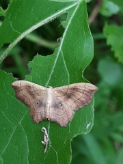 Idaea emarginata