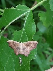 Idaea emarginata