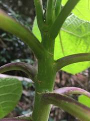 Dendrocnide moroides