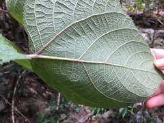 Dendrocnide moroides