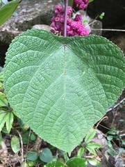 Dendrocnide moroides