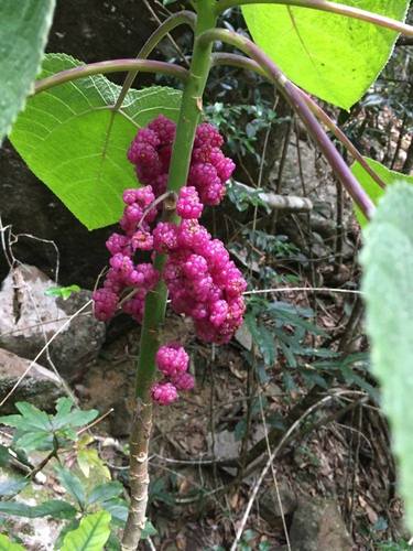 Gympie-gympie (Stinging bush)