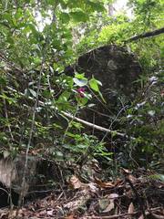 Dendrocnide moroides