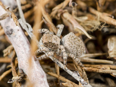 Aelurillus andreevae