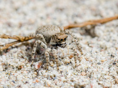 Aelurillus andreevae