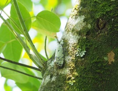 Pyrops watanabei