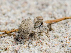 Aelurillus andreevae