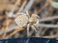 Aelurillus andreevae