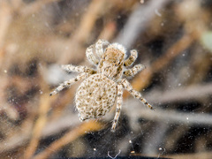 Aelurillus andreevae