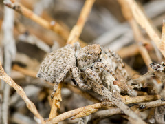 Aelurillus andreevae