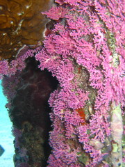 Stylaster roseus