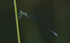Neosticta canescens