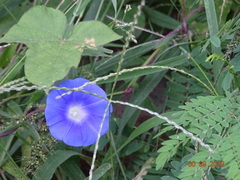 Ipomoea nil