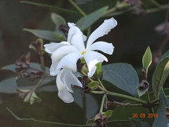 Nyctanthes arbor-tristis