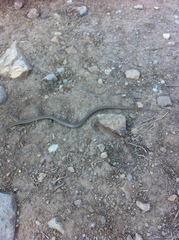 Galvarinus chilensis