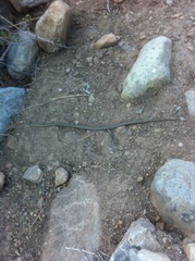 Galvarinus chilensis