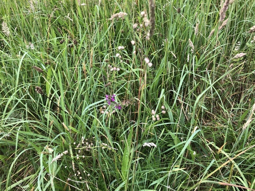 Kiškio ašarėlės nuotrauka