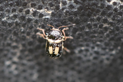 Cryptocephalus elegantulus