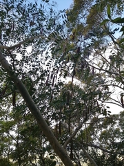 Albizia procera