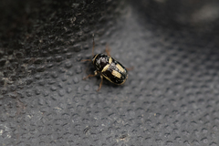 Cryptocephalus elegantulus