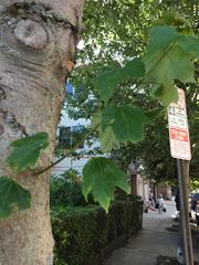 Acer rubrum