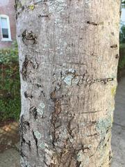 Acer rubrum