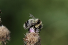 Bombus vagans bolsteri