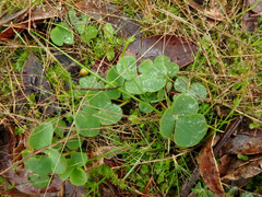 Oxalis purpurea