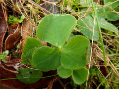 Oxalis purpurea