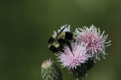 Bombus vagans bolsteri