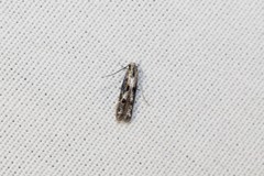 Blastodacna atra