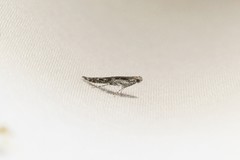 Batrachedra praeangusta