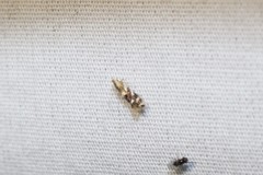 Bucculatrix canadensisella