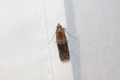 Moodna pallidostrinella