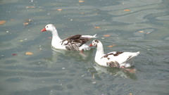 Anser anser domesticus