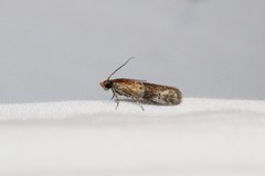 Moodna pallidostrinella