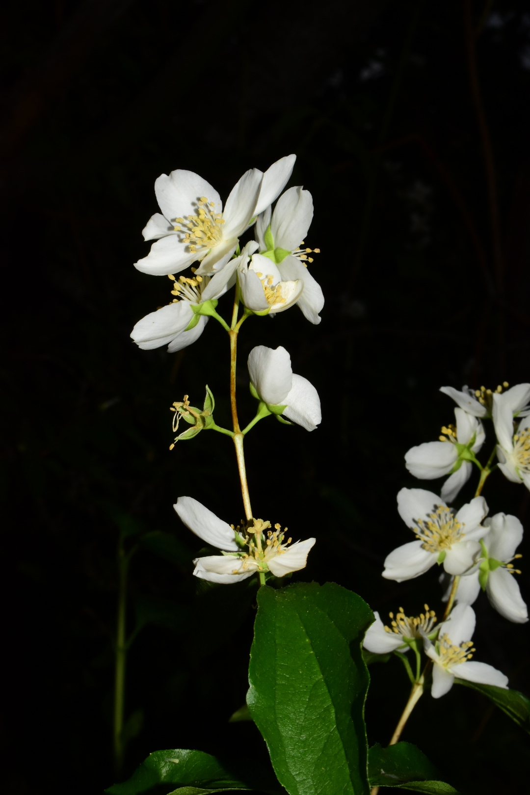 Philadelphus