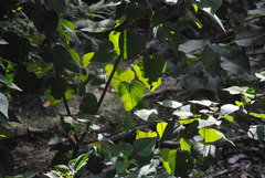 Homalanthus populifolius