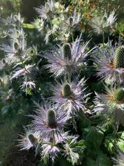 Eryngium alpinum