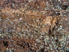 Prolasius advena