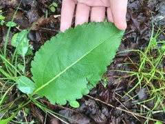 Parthenium integrifolium