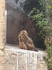 Bubo bubo