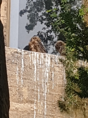 Bubo bubo