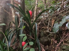 Billbergia pyramidalis