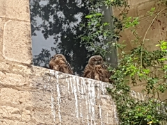Bubo bubo