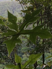 Brachychiton
